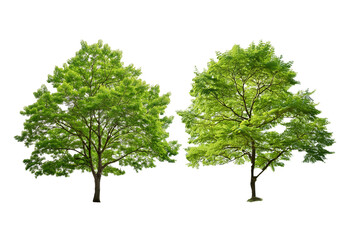 Obraz premium Green tree branch isolated on a transparent or white background