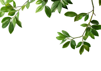Green tree branch isolated on a transparent or white background