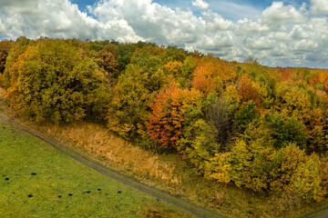 Naklejka premium Offroad dirt trail and yellow tree canopies in fall season woods. Colorful lush forest in autumn. Landscape of autumnal wild nature