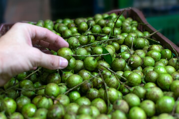 White man's hand selecting mamoncillos (Melicococcus bijugatus), at a farmer's market in the city of Medellin, Colombia.
