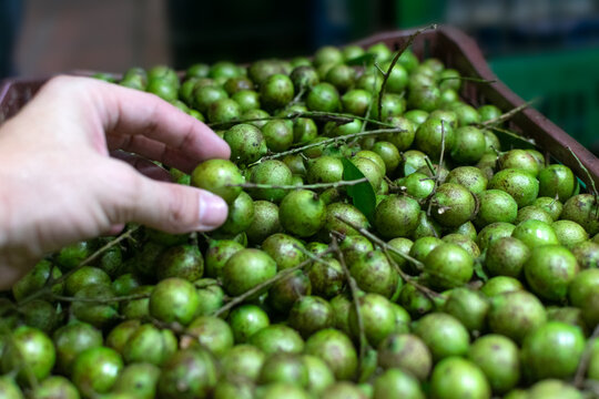 White man's hand selecting mamoncillos (Melicococcus bijugatus), at a farmer's market in the city of Medellin, Colombia.