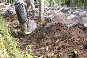 pepper processing process for planting red ginger