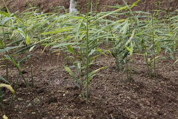 pepper processing process for planting red ginger