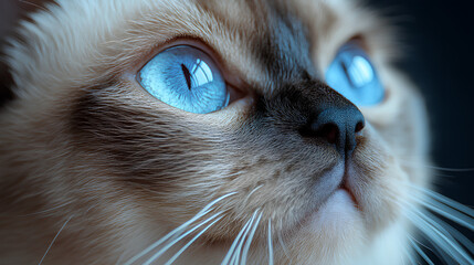 body shoot siamese persian mixed cat