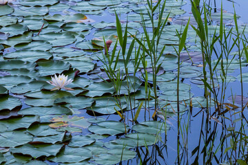 スイレンの花咲く夏の池の風景 鳥取県 多鯰ヶ池