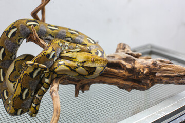 The Exotic Reticulated Python Coiled Its Body Around A Tree Branch