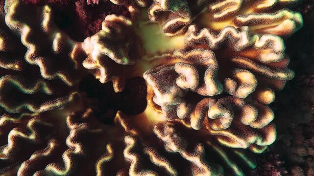 Pristine great barrier reef australia 2024