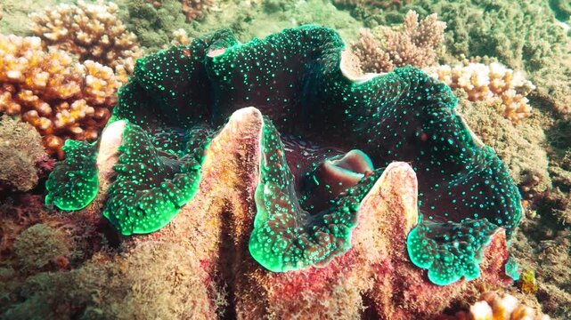 Pristine great barrier reef australia 2024