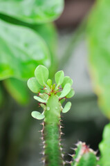 Euphorbia or Euphorbia mayurnathanii ,Euphorbia lactea or Euphorbia lacei Craib