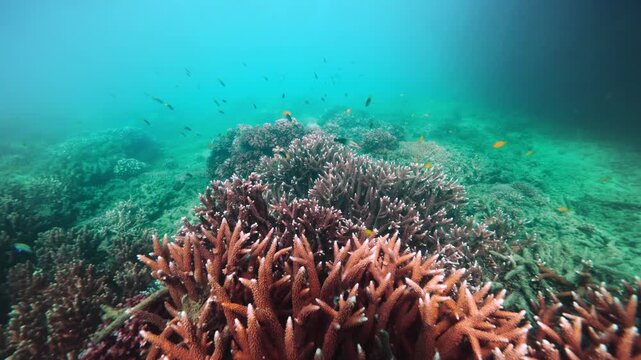 Pristine great barrier reef australia 2024
