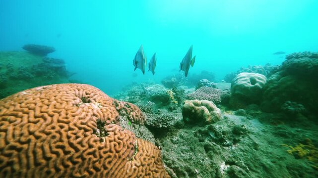 Pristine great barrier reef australia 2024