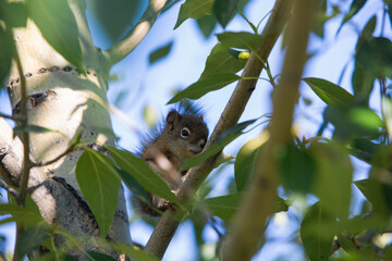 squirrel resting on the green tree
