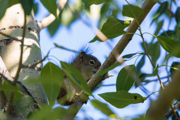 squirrel resting on the green tree
