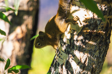 Squirrel climbing through the tree