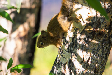Squirrel climbing through the tree