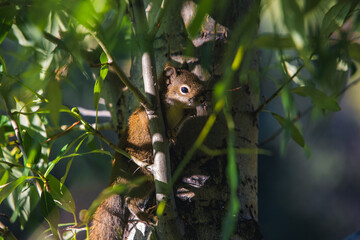 squirrel resting on the green tree