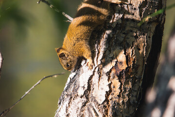 Squirrel climbing through the tree