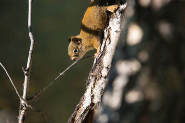 Squirrel climbing through the tree