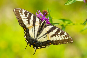 Tiger swallowtail butterfly perched on knapweed in New Hampshire.