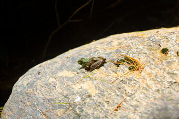 Green frog soaking up the sun in Newport, New Hampshire.