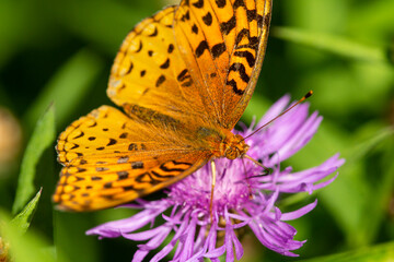 Obraz premium Great spangled fritillary butterfly on knapweed in New Hampshire.