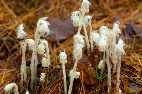 Indian pipe flowers at Mud Pond in Sunapee, New Hampshire.