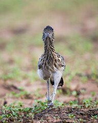 Female Roadrunner on the Desert