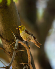 A yellow bird with a bug. Verdin