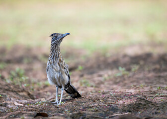 Female Roadrunner