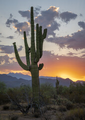 Saguaro cactus at sunrise in the Tonto national Forest of Arizona. 