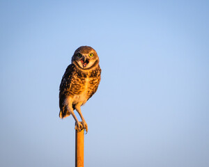 An Owl sounding an alarm call in the early morning in the Arizona Desert.