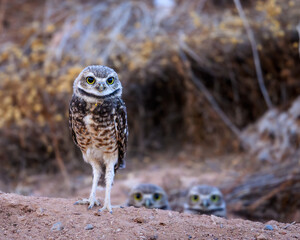 A little owl in the desert of Arizona.