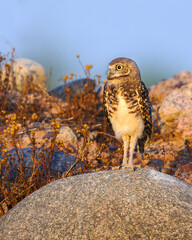 A bird in the desert