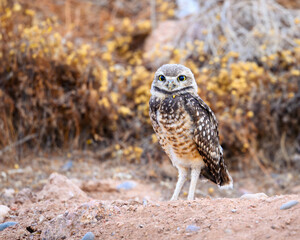 a little owl poses in the desert