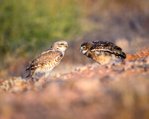Owl feeding an owlet