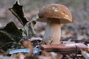 The mushroom Boletus edulis, also known as  penny bun, cep, porcino or porcini. Edible and very...