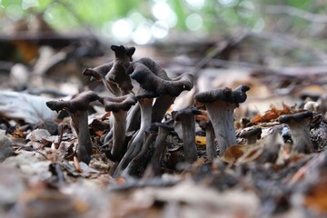 Group of late autumn mushrooms Craterellus cornucopioides (horn of plenty, black chanterelle, trompette de la mort) is growing in forest among dry leaves.