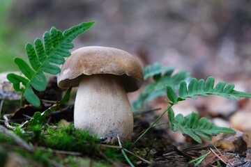 The mushroom Boletus edulis, also known as  penny bun, cep, porcino or porcini in forest. Edible and very tasty. 