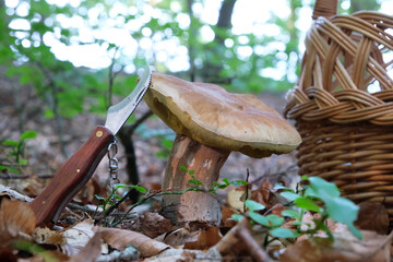 The mushroom Boletus edulis, also known as  penny bun, cep, porcino or porcini. Edible and very tasty. A pocket knife in the ground. And wicker basket for mushrooms in background.