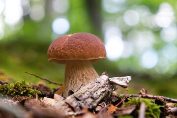 The mushroom Boletus edulis, also known as  penny bun, cep, porcino or porcini in forest. Edible and very tasty. 