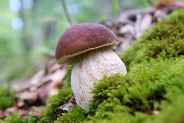 The mushroom Boletus edulis, also known as  penny bun, cep, porcino or porcini in forest. Edible...