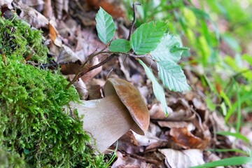 The mushroom Boletus edulis, also known as  penny bun, cep, porcino or porcini in forest. Edible and very tasty. 