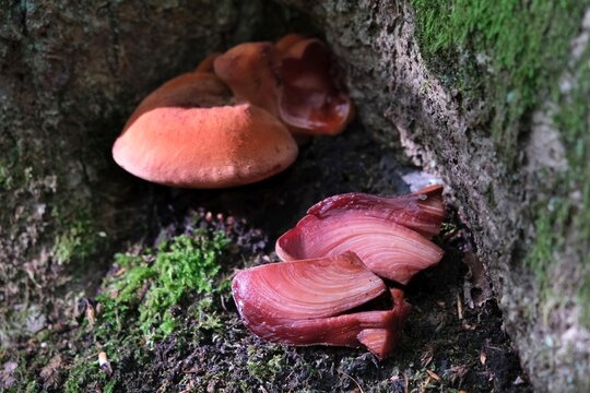 Fistulina hepatica and 
cut fruit body in forest, commonly known as beefsteak fungus, beefsteak polypore, poor man&rsquo;s steak, tongue mushroom, is an unusual bracket fungus.