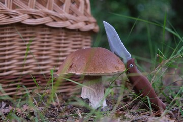 The mushroom Boletus edulis, also known as  penny bun, cep, porcino or porcini. Edible and very...