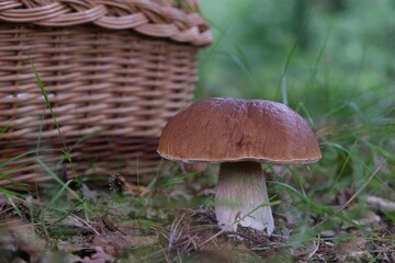 The mushroom Boletus edulis, also known as  penny bun, cep, porcino or porcini. Edible and very tasty. And wicker basket for mushrooms next to it.