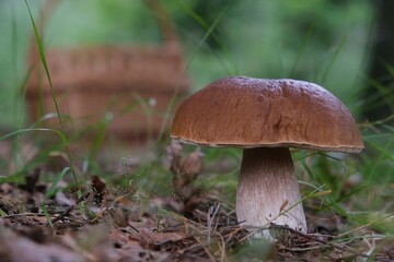 The mushroom Boletus edulis, also known as  penny bun, cep, porcino or porcini. Edible and very tasty. And wicker basket for mushrooms next to it.