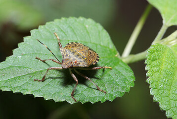 主に果樹への農業害虫であるクサギカメムシの成虫（カラムシ葉上、自然光＋ストロボ、マクロ接写撮影）