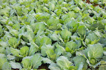 Picture of turnips grown in vegetable plots in the backyard.