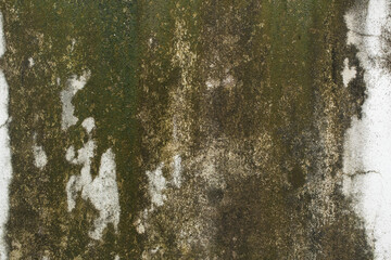 Naklejka premium Green moss and rain stains on cement wall