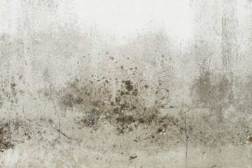 Green moss and rain stains on cement wall